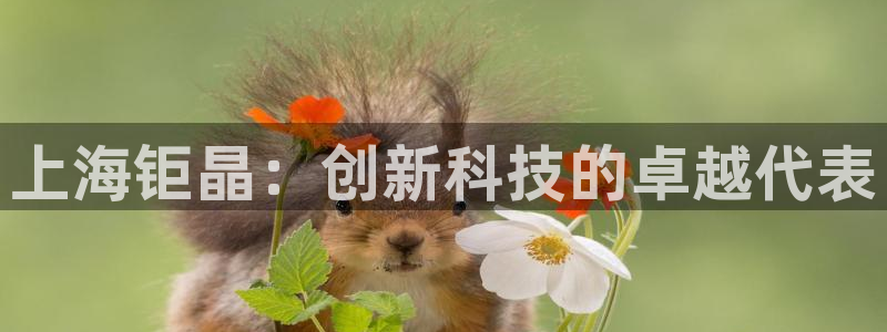 星欧娱乐还能玩吗：上海钜晶：创新科技的卓越代表